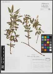 Salix alba subsp. vitellina (L.) Arcang.